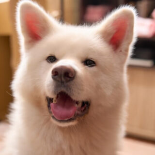 愛犬の異物誤飲